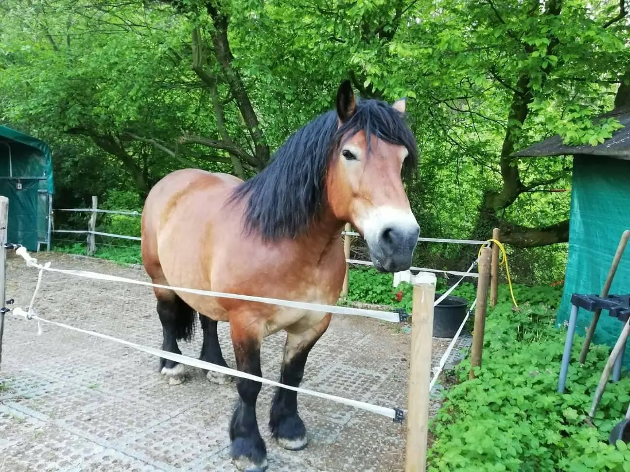 TM Stable – Industrial floor