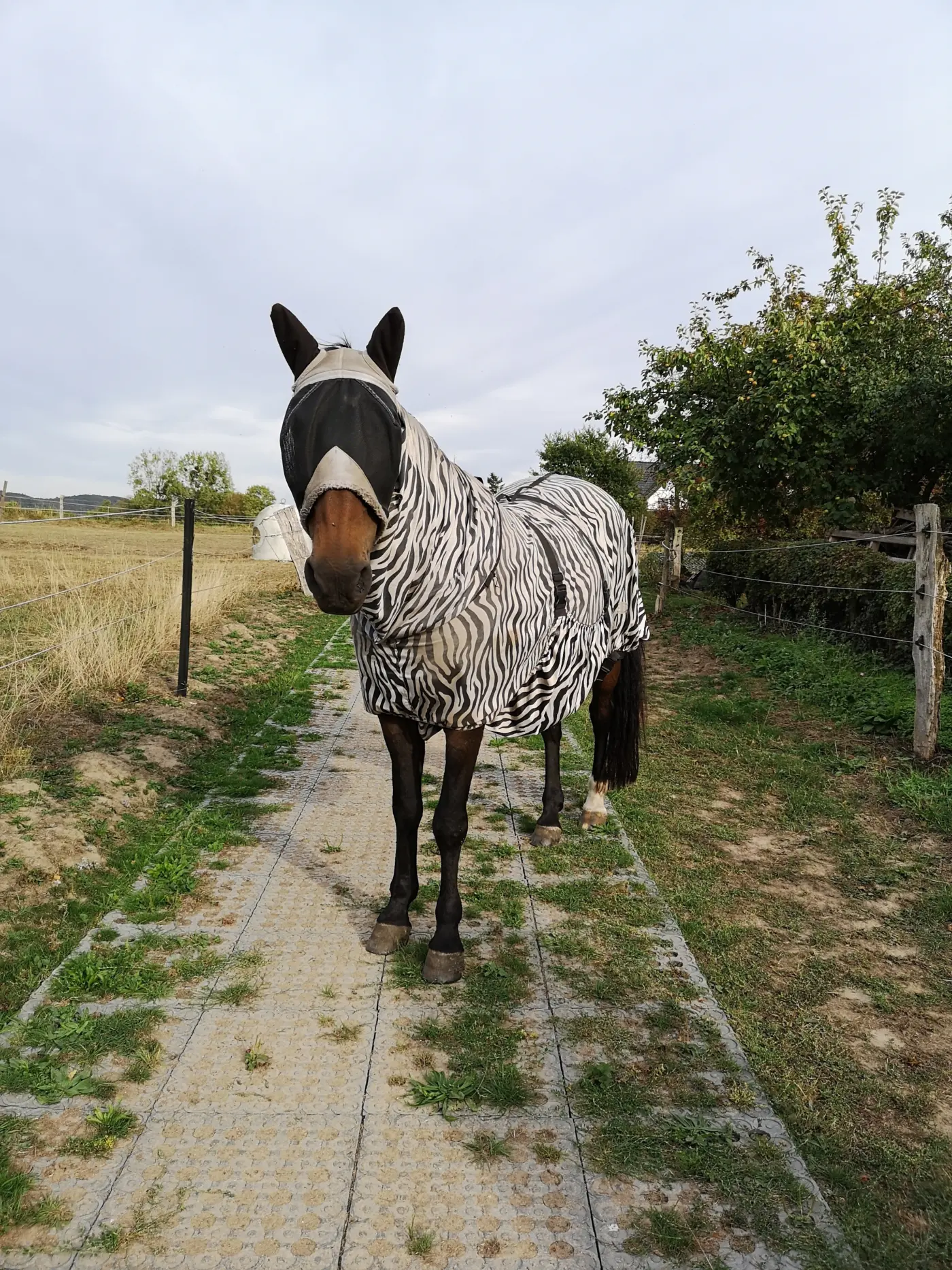 TM Stable – Industrial floor