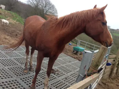 TM Stable – Industrial floor