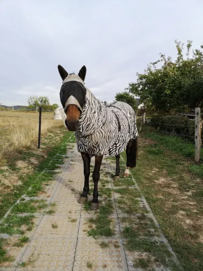 TM Stable – Industrial floor